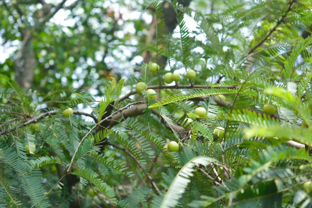 What is Amla (Indian Goosbery)?