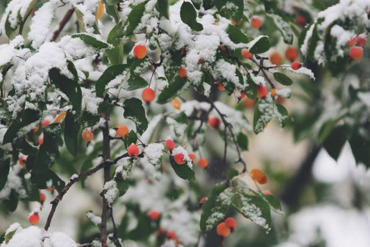 Winter Herbs